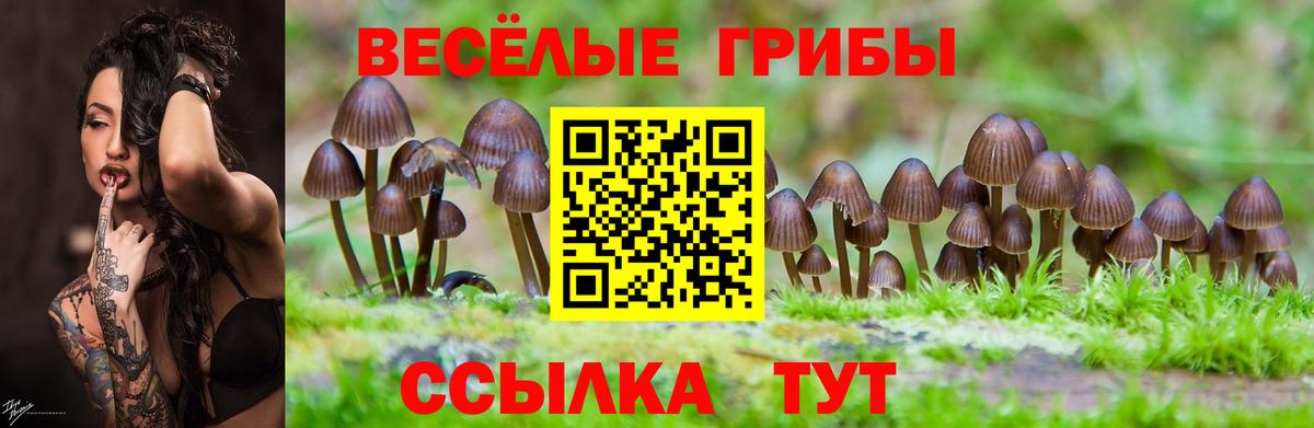 Галлюциногенные грибы Psilocybe Энгельс